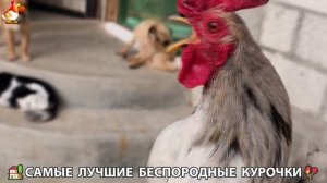 Цыплята и Курочки селяночки лучшие беспородные несушки 🥚 (335)