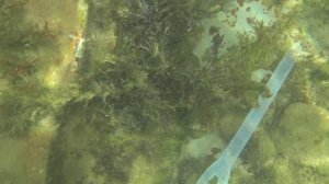 Что скрывается под водой на пляжах Геленджика. Такого никто не ожидал.