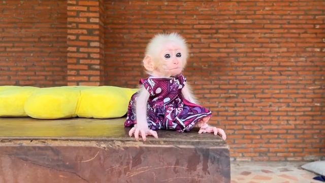 Обезьянки две шустрые малышки брыкаются Нелегко одеть памперсы и платье