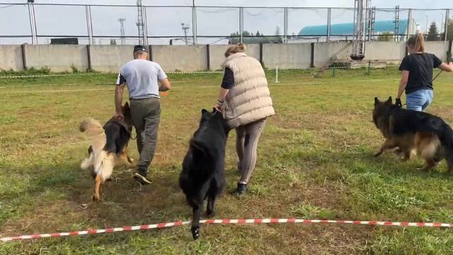 РАБОЧИЙ КОБЕЛИ ДШ / КЧК АЛЬМЕТЬЕВСК 20 сентября`25 А.Кисляков Моно немецких овчарок