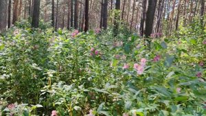 Летом в бору.