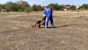 1 Отл. ЭЛЬЗА ДЛЯ СОЗВЕЗДИЯ ЛЬВОВ ++- №116. РОСТОВ-НА-ДОНУ 28 сентября`25 Моно немецких овчарок