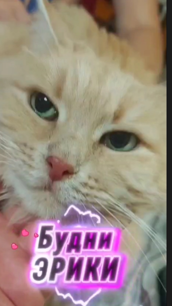 Наше непростое соседство продолжается овполякова кошка