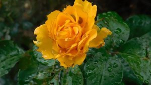 29=09=2025  ПВН  КМР . ОСЕНЬ .ДОЖДЬ.  MP4 (14)