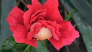 29=09=2025  ПВН  КМР . ОСЕНЬ .ДОЖДЬ.  MP4 (24)