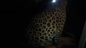 BHUD4146 Поршик и Шархан Сонное царство 29.09.2025 Видео от опекуна Светланы