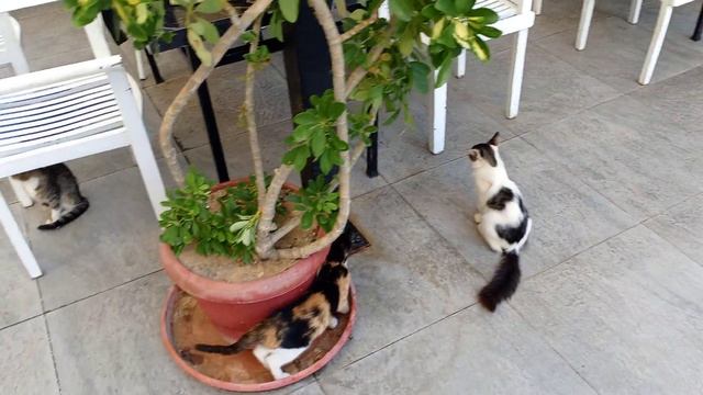 ТУРЦИЯ_2025_АЛАНЬЯ_ОТЕЛЬ-СКАЙЛАКС-5ЗВЕЗД_КОТЫ-ОТЕЛЯ смотреть онлайн