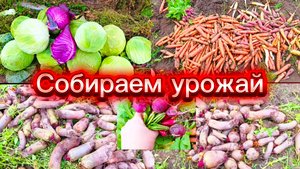 28.09.2025 Убираем морковь,свёклу,капусту,собираем помидоры.