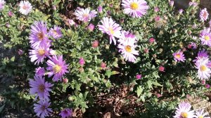 Дачный влог / Начали строительство бани / Что из это выйдет / Домашние хлопоты, готовка