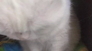 3 видео с котом зевсом