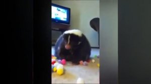 Видео от МЯУтаверс – как метавселенная, но с котами