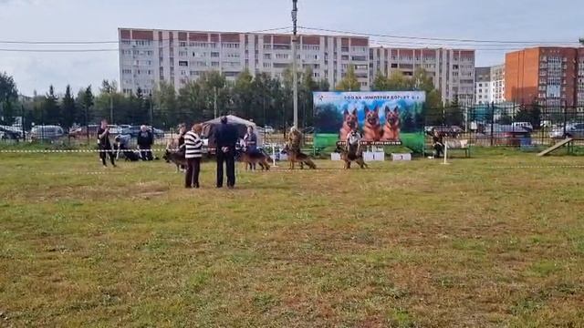 питомник Антенор Хоф / КЧК АЛЬМЕТЬЕВСК 20 сентября`25 А.Кисляков Моно немецких овчарок