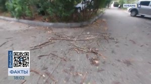 В Сочи из-за ветра и дождя обрушилось дерево
