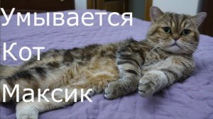 Кот Макс Умывается №2
