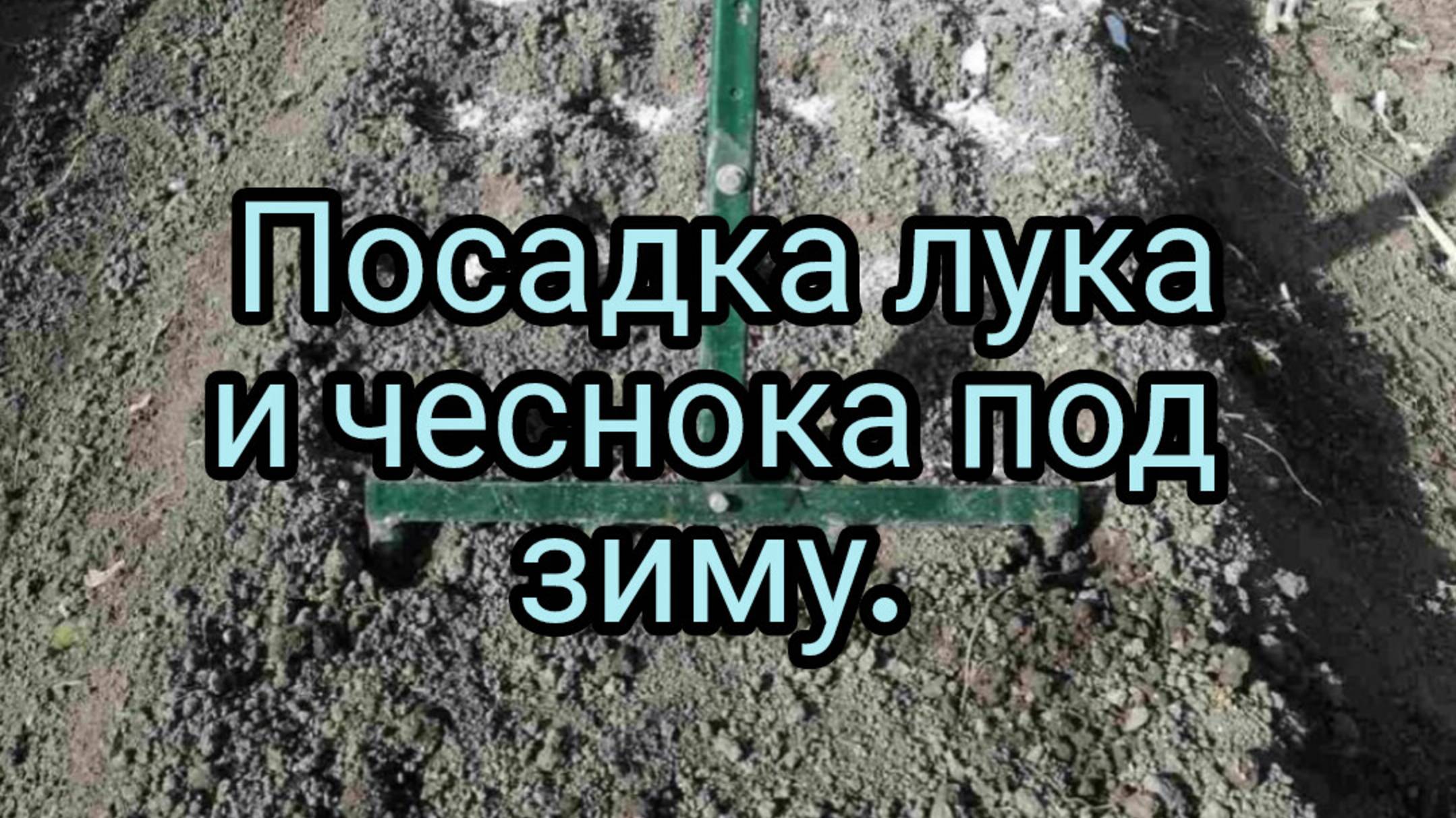Как высадить лук и чеснок под зиму.
