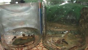 Маслята маринованные