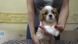 Мальта на ручках