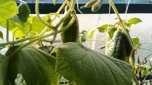 Битва за урожай, собираю помидоры, огурцы идет холод  к Байкалу