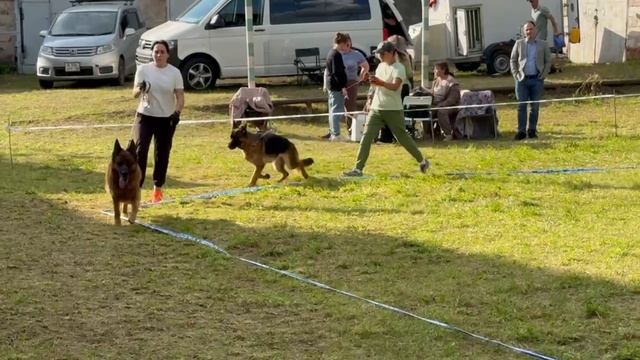 МОЛОДЫЕ СУКИ / КЧК ИЖЕВСК 14 сентября`25 Д.Трофимов Моно немецких овчарок