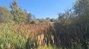 д. Шохово 50:18:0030125:1308