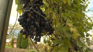 Ярославна вырастила богатый урожай винограда