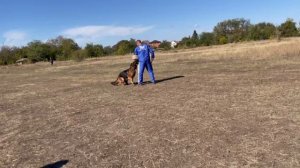 1 О/Отл. КЧК ЗАДИРА из Белого Яра +++ №113. РОСТОВ-НА-ДОНУ 28 сентября`25 Моно немецких овчарок