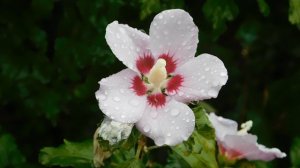 29=09=2025  ПВН  КМР . ОСЕНЬ .ДОЖДЬ.  MP4 (26)