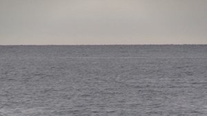 Стая дельфинов в море.