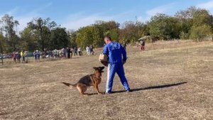 1 Отл. Black Magic Of The Sun YASMINA +++ №77. РОСТОВ-НА-ДОНУ 28 сентября`25 Моно немецких овчарок