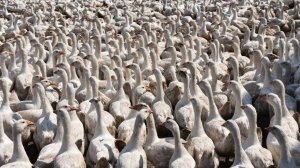 Секретки в CPT