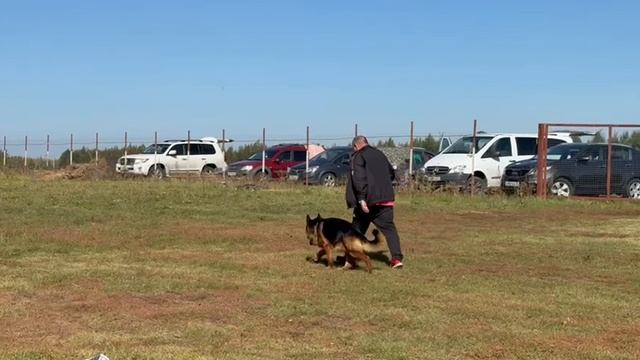 НОРМАН Донбасс-Мастер - №5. ВОРОНЕЖ 21 сентября`25 Моно немецких овчарок