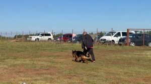 НОРМАН Донбасс-Мастер - №5. ВОРОНЕЖ 21 сентября`25 Моно немецких овчарок