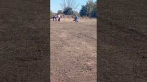 2 О/Отл. СС Диктум Фактум ВИЕСЛАВА +++ №78. РОСТОВ-НА-ДОНУ 28 сентября`25 Моно немецких овчарок