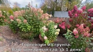 Гортензии из грунта. Ваш шикарный сад за 1 день!