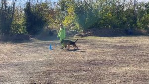 4 Отл. BLAD v. Olster Hof Лучшая защита! №32. РОСТОВ-НА-ДОНУ 28 сентября`25 Моно немецких овчарок