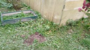 29 сентября. Утята 🐣 цыплята 🐤 Всё хорошо