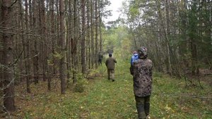 23.09 Вальдшнеп первый день так искать и не принялась.