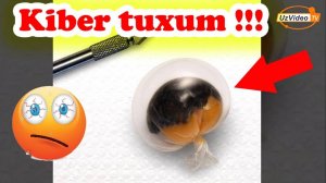 Dunyodagi eng chiroyli restoran taomlar to'plami - Yoqimli ishtaxa !!!