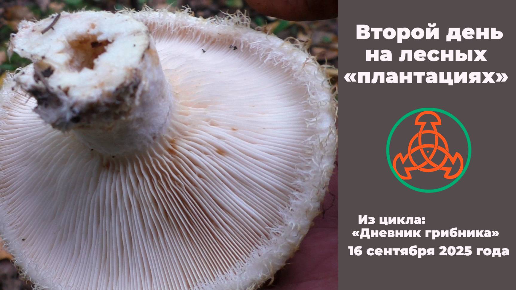 Второй день на грибных плантациях. Дневник грибника 16 сентября 2025 года.