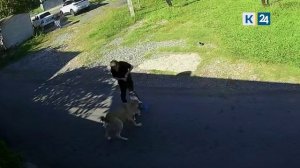 Агрессивный алабай нападает на людей с собаками в Сочи