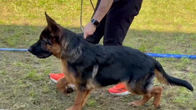 БЕБИ КОБЕЛИ / КЧК ИЖЕВСК 14 сентября`25 Д.Трофимов Моно немецких овчарок