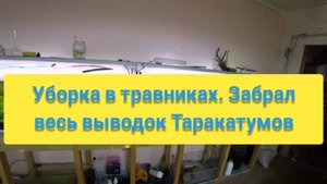 УБОРКА В ТРАВНИКАХ, ЗАБРАЛ ВЕСЬ ВЫВОДОК ТАРАКАТУМОВ