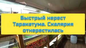 БЫСТРЫЙ НЕРЕСТ ТАРАКАТУМА, СКАЛЯРИЯ ОТНЕРЕСТИЛАСЬ