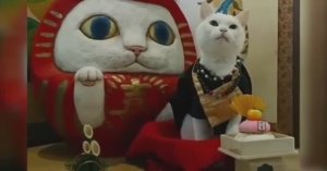 ... Как люди Боготворят Животных ...