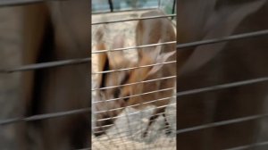 Крошка на ладошке.mp4