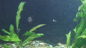 Подготовил аквариум под посадку новых растений.