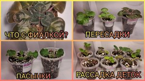 Больная фиалка. Отделение пасынков. Пересадка фиалок. Рассадка деток.