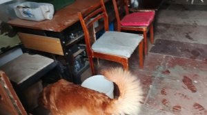 Соболь и хмурое утро