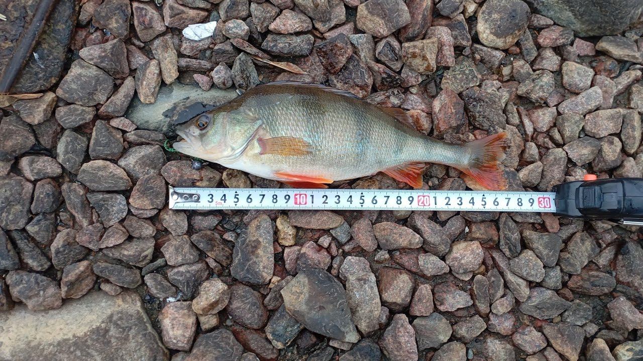 Ловля Окуня на Москва-реке.Побил Свой Рекорд по Окуню. смотреть онлайн