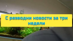 С РАЗВОДНИ НОВОСТИ ЗА ТРИ НЕДЕЛИ